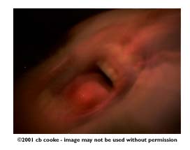 cb scream- &copy;2001 cb cooke - image may not be used without permission