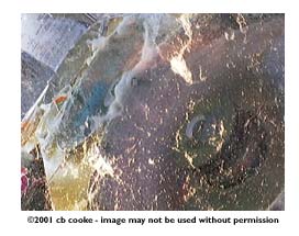 cotton candy - &copy;2001 cb cooke - image may not be used without permission