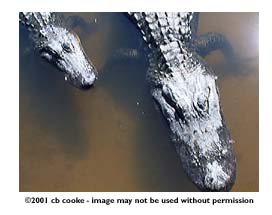 gators in gator land - &copy;2001 cb cooke - image may not be used without permission